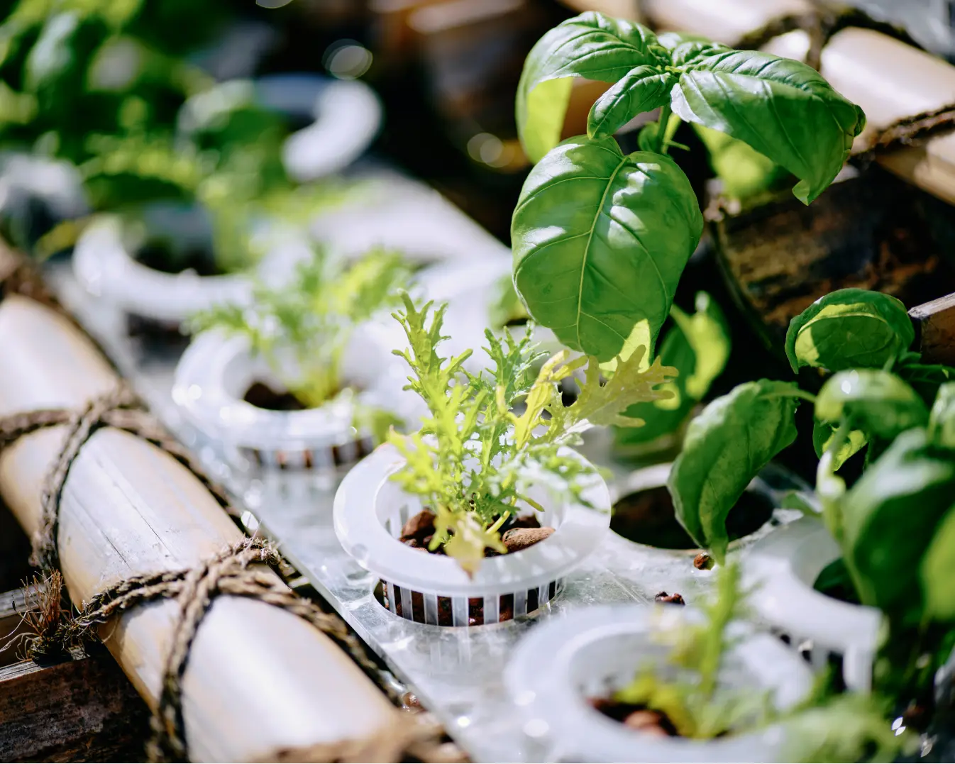 AGRIKO×MIMURE BOTANICAL Lab