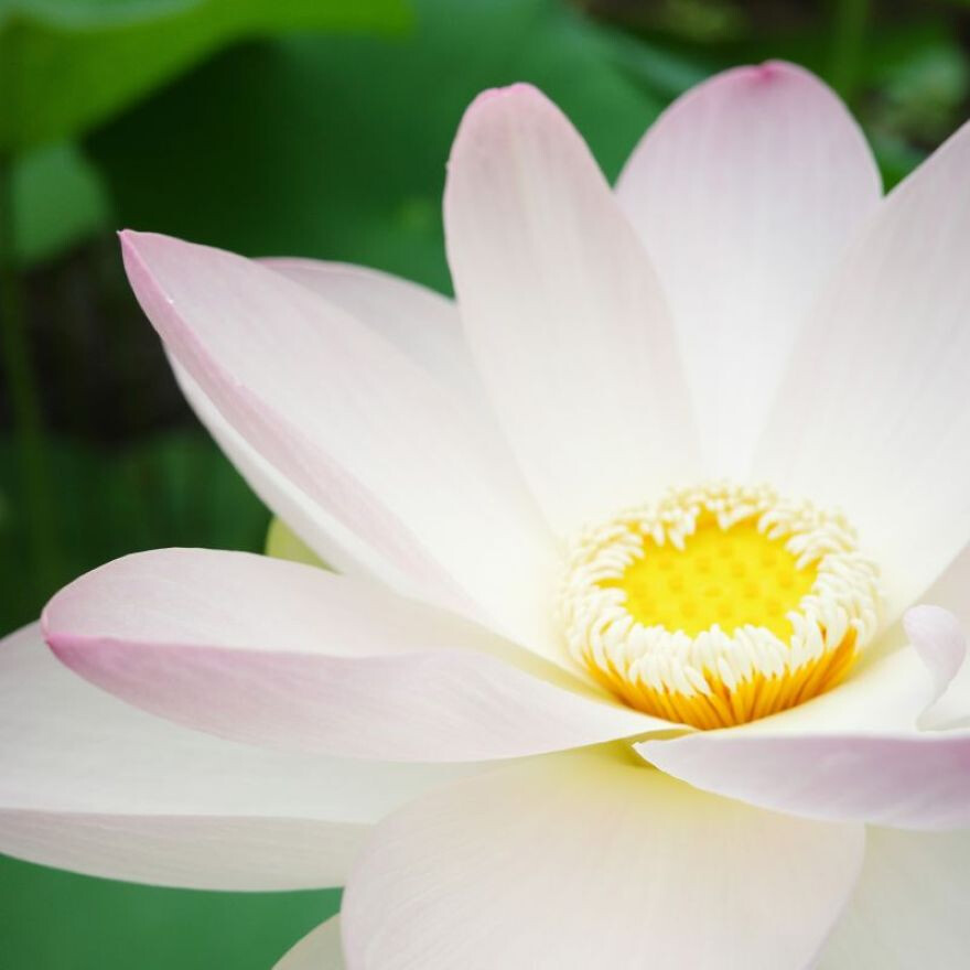 季節の薫り「三室戸の蓮」