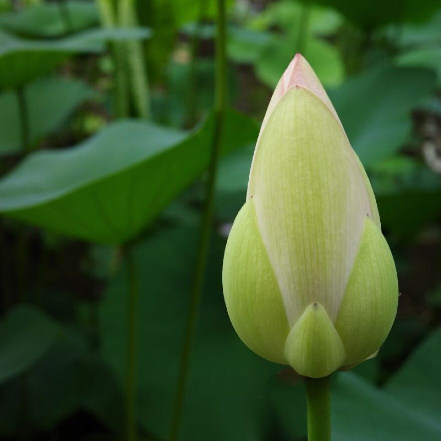 季節の薫り「三室戸の蓮」