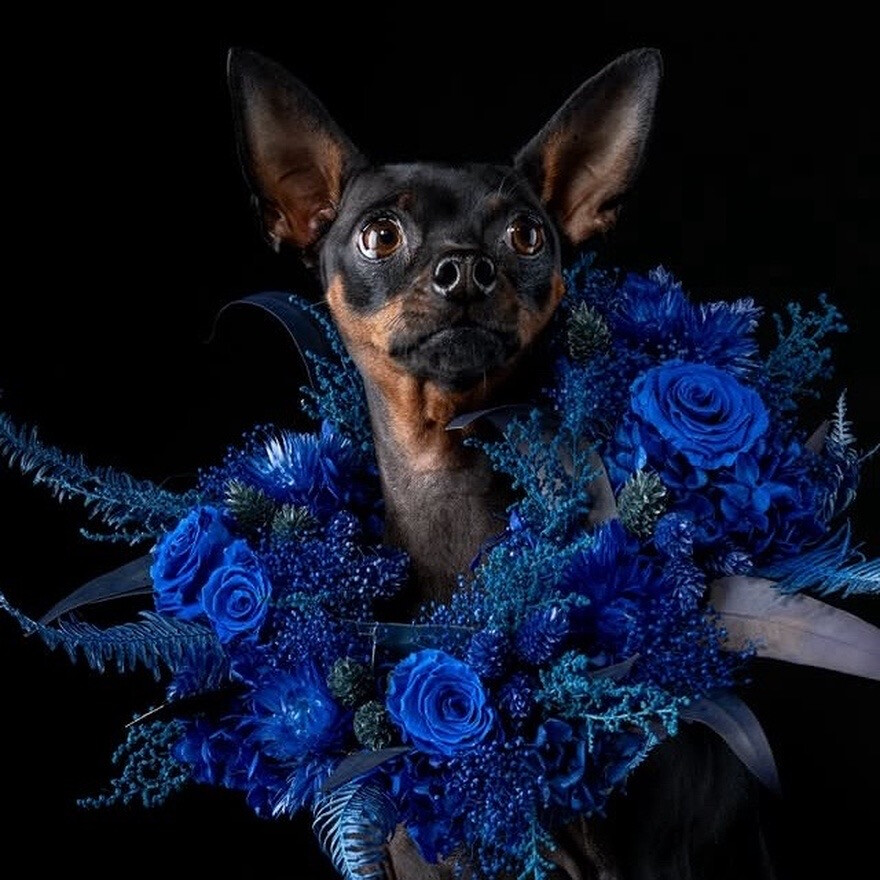 ペットのアート写真撮影会「Love Dog Photo session 」開催