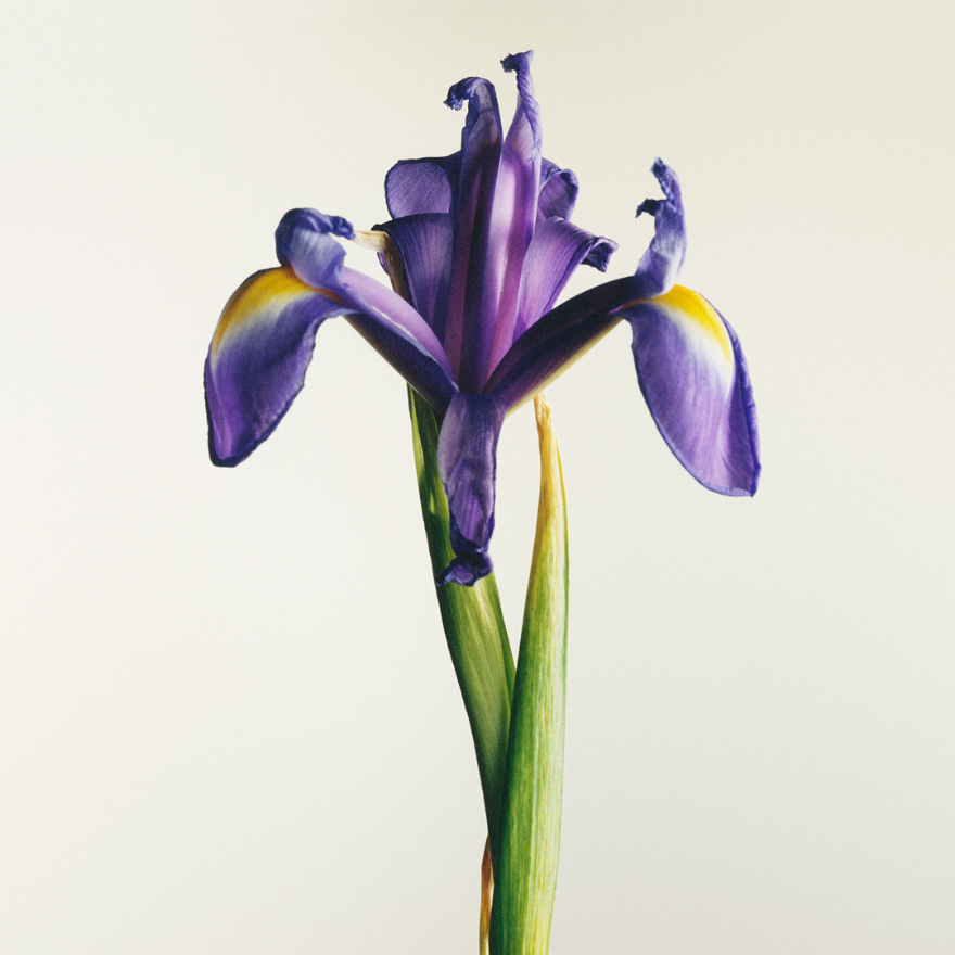 紙と香りの芸術が出会う春